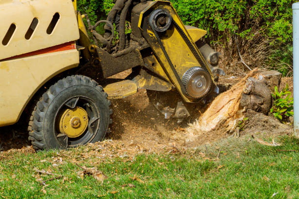 Reliable Cleveland, WI Tree Care Services Solutions