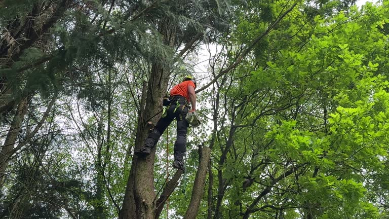 Best Fruit Tree Pruning  in Cleveland, WI